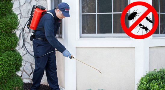 Çüngüş Hamam Böceği İlaçlama böcek ilaçlama ve haşere kontrolü — ilaclama-tr.com